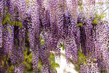 Blooming Wisteria Sinensis with classic purple flowers in full bloom in drooping racemes against the sky. Garden with wisteria in spring.