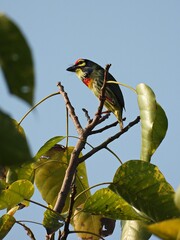 Coppersmith Barbet, Announcement of territory from the top of the tree
