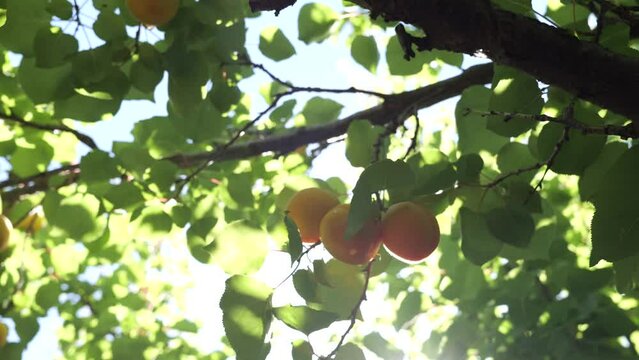 Gimbal shot of ripening apricots in an orchard in the heart of South Africa's stone fruit production area, Ceres, in the Western Cape, South Africa.