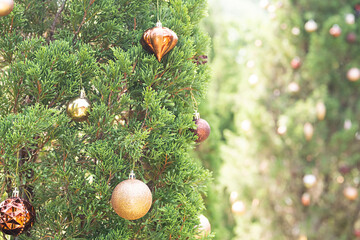 Thuja decorating by Christmas ornament. Tropical Christmas background.