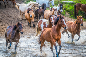Early Morning Running Of The Horses at Glenworth Valley