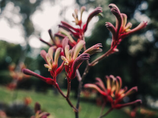 Kangaroo paw flower