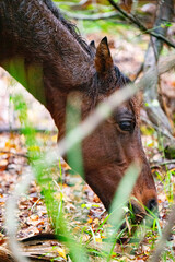 portrait of wild mustang eating in a Florida preserve forest