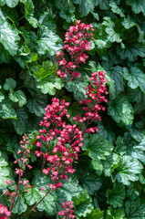 Sydney Australia, flowering heuchera in vertical garden