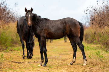 Obraz premium young mustang colt looking at camera