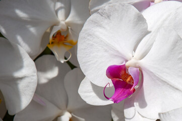 Sydney Australia, flowering white moth orchid with purple centre