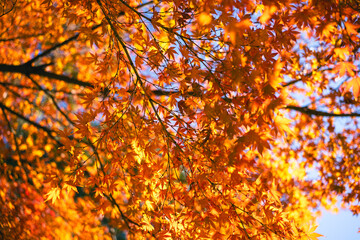 autumn leaves background