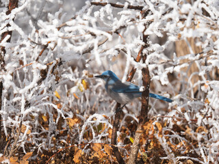 Woodhouse's Scrub Jay, Cheyenne Mountain State Park