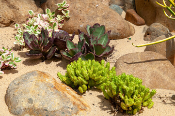 Sydney Australia, euphorbia submamillaris and other succulents in rock garden