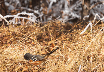 Spotted Towhee, Cheyenne Mountain State Park