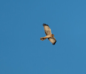 Northern Harrier hunting over the fields