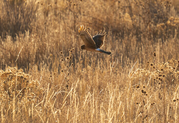 Northern Harrier hunting over the fields
