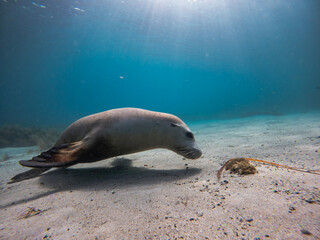 Australian sea lion