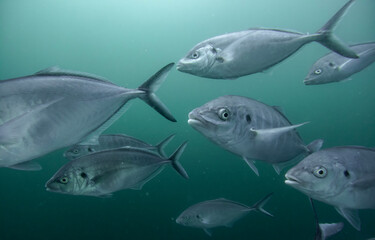 Silver trevally fish