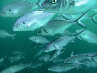 Silver trevally fish