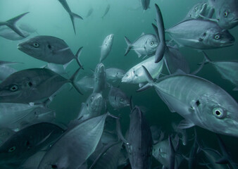 Silver trevally fish