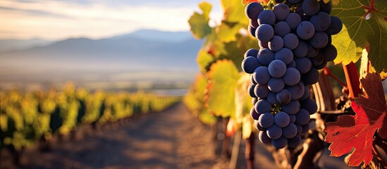 Malbec grapes dominate Argentina's vineyards, specifically in Lujan de Cuyo, the first American DOC.