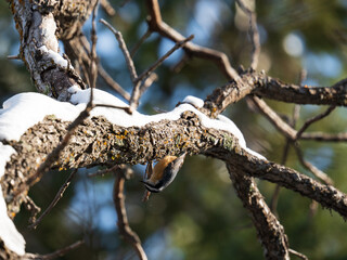 Red breasted Nuthatch in Colorado