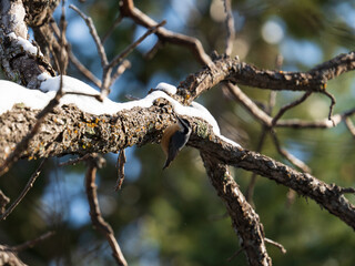 Red breasted Nuthatch in Colorado