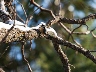 Red breasted Nuthatch in Colorado