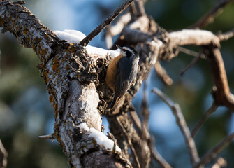 Red breasted Nuthatch in Colorado