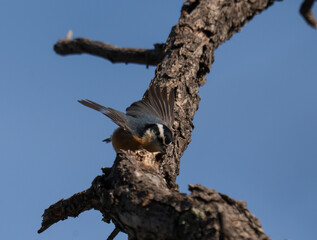 Red breasted Nuthatch in Colorado