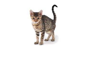 Purebred smooth-haired cat on a white isolated background