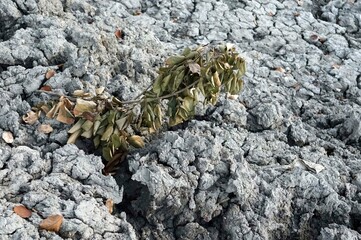 A dry plant on the ground soil with crack at construction site.
