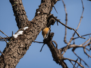 Red breasted Nuthatch in Colorado