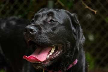 black labrador retriever