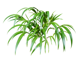 シャガの葉　6月撮影