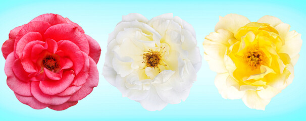 rose, flower, roses, white, beauty, flowers