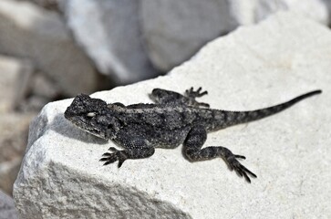 Close up of a  southern African rock agama