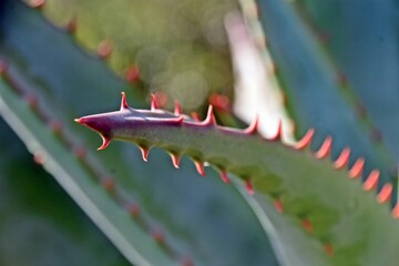 Close up of an Aloe ferox plant