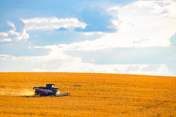 Ryazan, Russia - September 14, 2023: combine harvester working in the field