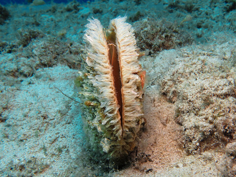 Endangered noble pen shell from Cyprus