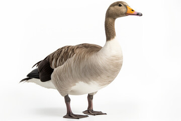 Close up photograph of a full body goose isolated on a solid white background