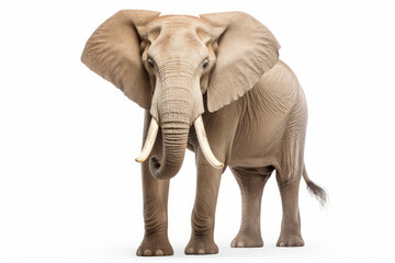 Close up photograph of a full body elephant isolated on a solid white background