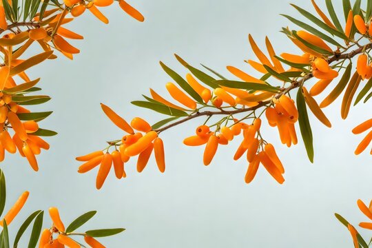 branch of seabuckthorn with leaves isolated on transparent background 