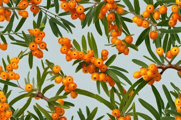 **branch of seabuckthorn with leaves isolated on transparent background 