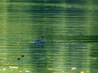 Simplicity in Nature: Duck on Reflective Lake
