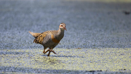 buff-banded rail