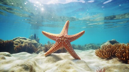 Fototapeta na wymiar A starfish lays on the ocean floor near a coral reef in the Caribbean sea off the shore 
