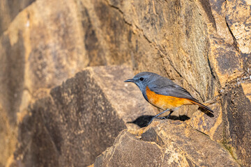 Little rock thrush, Monticola rufocinereus. The Asir Mountains, Saudi Arabia.
