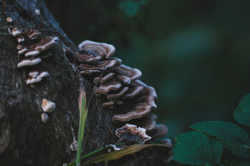Close up of Trametes versicolor Turkey Tail mushroom