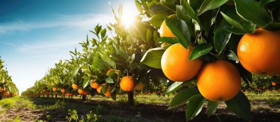 Winter citrus grove with ripe organic oranges. Traditional farming. - obrazy, fototapety, plakaty