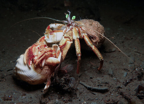 Mating dance between two hermit crabs