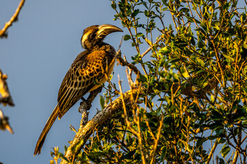 African grey hornbill, Lophoceros nasutus, in the Asir Mountains, Saudi Arabia