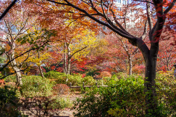 東京赤坂にある東京ミッドタウンの紅葉