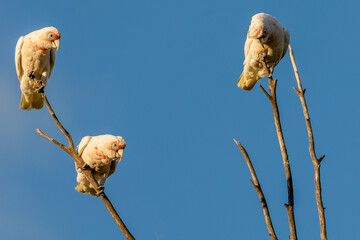 Little corella (Cacatua sanguine) or short billed corellas on a branch.	